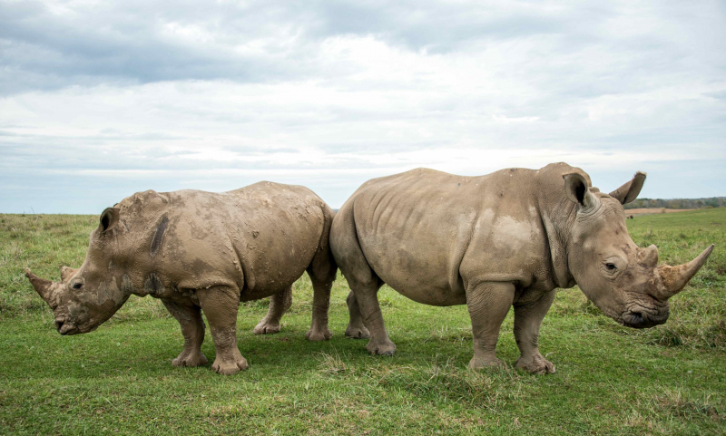Screenshot of https://rhinos.org/about-rhinos/rhino-species/white-rhino/