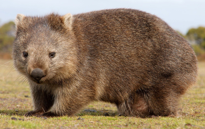Screenshot of https://www.britannica.com/animal/wombat