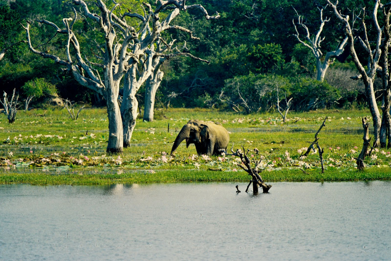 Yala National Park