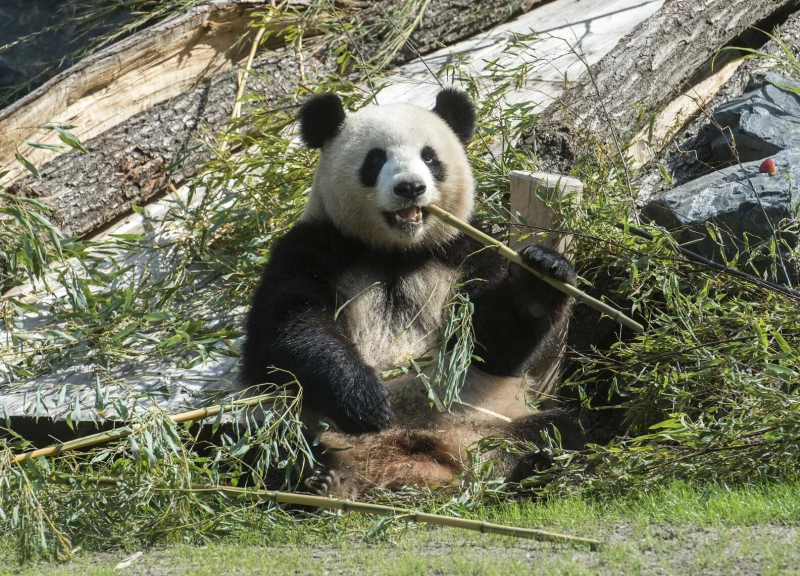 Panda Meng Meng at Zoo Berlin