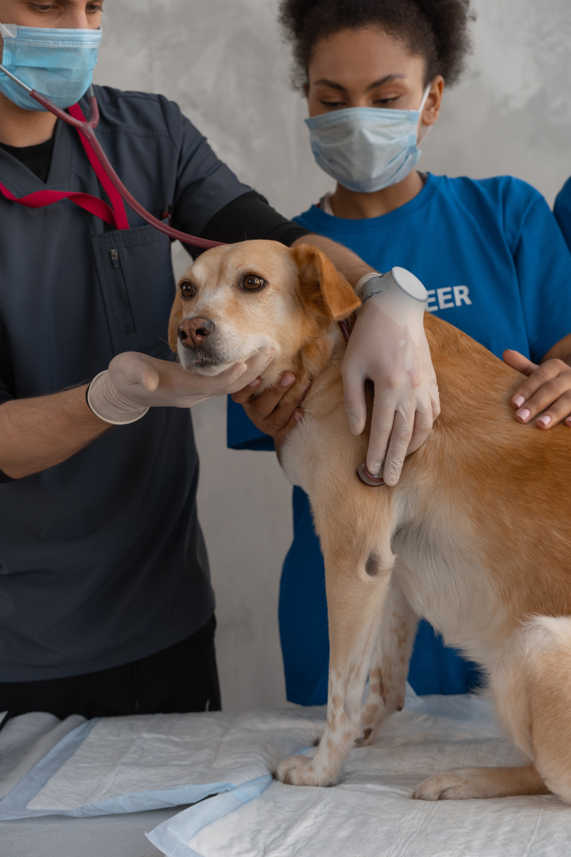 Photo by Mikhail Nilov: https://www.pexels.com/photo/doctor-checking-on-a-dog-7469233/